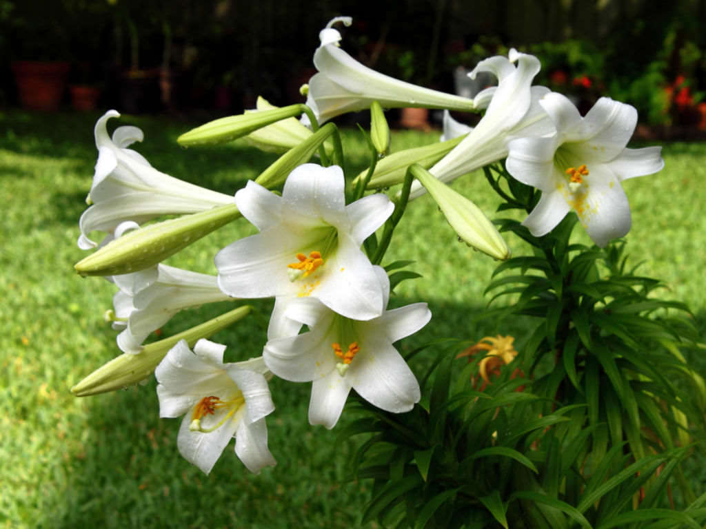 A grouping of easter lillies planted in the yard. 