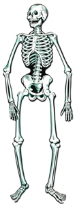 Skeleton Cutout