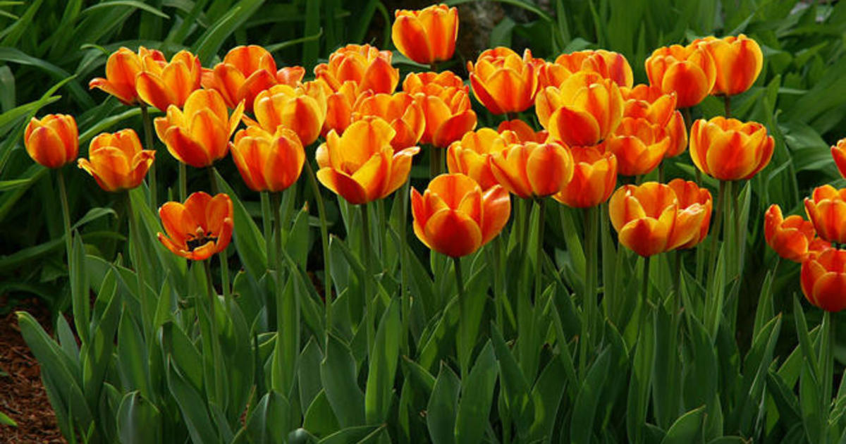 A grouping of lowering tulips planted in the landscape.