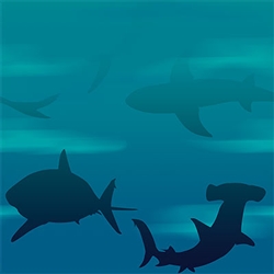 Shark Tablecover